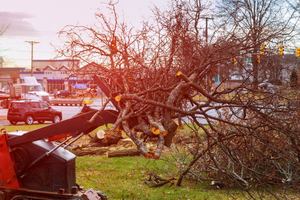 Best Storm Damage Tree Cleanup  in Monfort Heights, OH